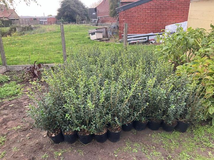 Schijnhulst / Osmanthus burkwoodii 40/60 C3, Tuin en Terras, Planten | Struiken en Hagen, Ophalen