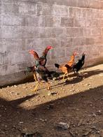 Shamo haan, Dieren en Toebehoren, Pluimvee