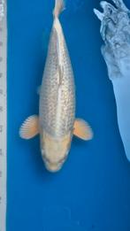 Ginrin mukashi ogon, Sakazume, 45-48cm, 2ejaar/nisai, Dieren en Toebehoren