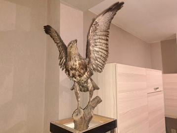 opgezette ruigpootbuizerd (Rough-legged Hawk).  beschikbaar voor biedingen