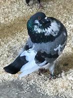 Holle kroppers, Dieren en Toebehoren, Vogels | Duiven, Meerdere dieren, Kropper