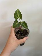 Syngonium batik, Enlèvement ou Envoi