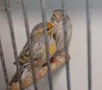Agaat geel mozaiek kanaries, Dieren en Toebehoren
