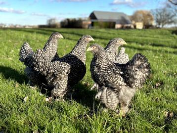 Brahma kippen verschillende kleuren hennen gesekst + ingeënt beschikbaar voor biedingen