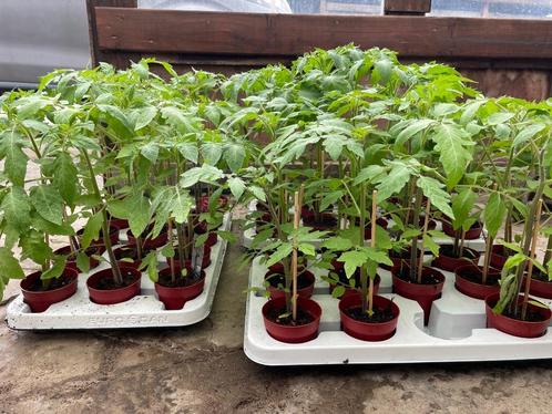 Eigen gekweekte tomatenplanten & pepers, Tuin en Terras, Planten | Tuinplanten, Ophalen