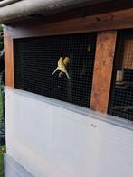 kanaries, Vrouwelijk, Kleurkanarie