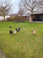 Kippen Barnevelderkruisingen 2euro/stuk, Meerdere dieren