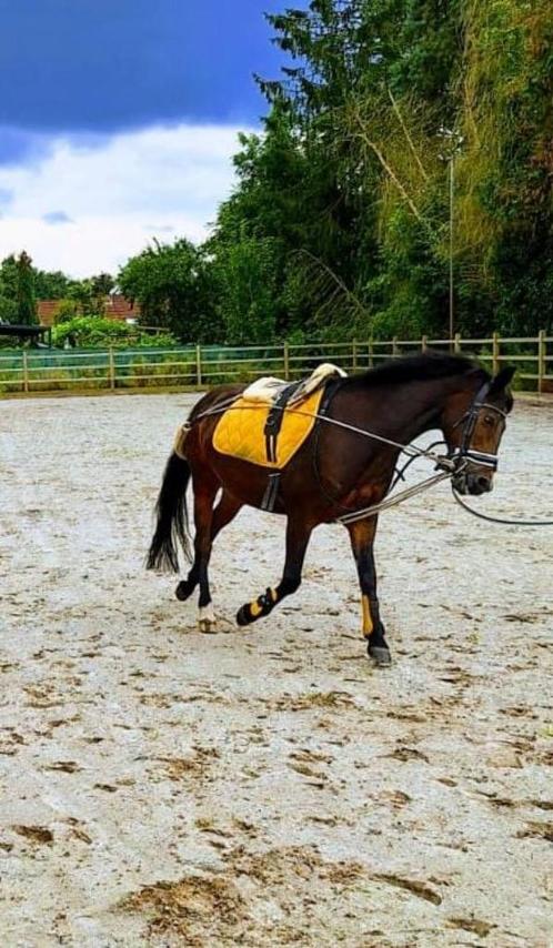 D pony, Animaux & Accessoires, Poneys, Hongre, M, Poney D (1.37 m à 1.48m), Poney de dressage, 11 ans ou plus, Avec puce électronique