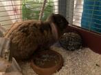 Nederlands hangoor konijn zoek nieuw thuis, Dieren en Toebehoren, Konijnen, Vrouwelijk, Klein, Hangoor, 3 tot 5 jaar