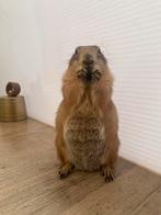 Prairiehond, Dieren en Toebehoren, Knaagdieren, April, Vrouwelijk, Overige typen, Tam