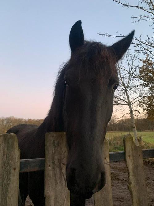 Jivaro te koop, Dieren en Toebehoren, Paarden, Ruin, Onbeleerd, 175 cm of meer, 7 tot 10 jaar, Dressuurpaard, Gechipt, Ontwormd