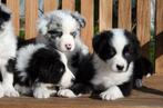 Border collie pups geboren op boerderij, Dieren en Toebehoren, België, Particulier, CDV (hondenziekte), 8 tot 15 weken