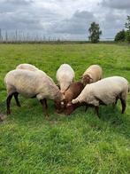 Ardense Voskop schapen: ramlam, Dieren en Toebehoren, Mannelijk, Schaap, 0 tot 2 jaar