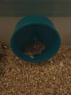 DRINGEND hamstertje zoekt een huisje, Dieren en Toebehoren, Knaagdieren, Juni, Vrouwelijk, Hamster