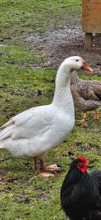 Paire d'oies blanches