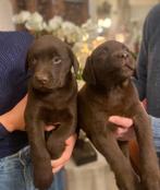 Zalige Labrador pups bij ons thuis op de boerderij-27januari, Parvo, België, Fokker | Hobbymatig, 8 tot 15 weken