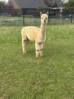 Mooie alpaca merrie te koop!, Dieren en Toebehoren, Juli, Vrouwelijk
