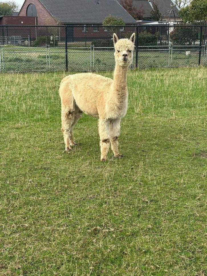 Mooie alpaca merrie te koop!, Dieren en Toebehoren, Overige Dieren, Vrouwelijk, Juli