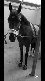 Lieve ruin te koop, Dieren en Toebehoren, Paarden