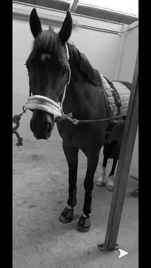 Lieve ruin te koop, Dieren en Toebehoren, Paarden