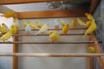 Gele kanaries, Dieren en Toebehoren, Vogels | Kanaries, Meerdere dieren, Kleurkanarie