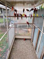 Rosellas, Dieren en Toebehoren, Vogels | Parkieten en Papegaaien