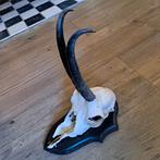 grote gemsbok schedel, Comme neuf, Crâne, Animal sauvage, Enlèvement ou Envoi