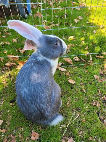Duitse X Vlaamse Reus, Dieren en Toebehoren, Groot