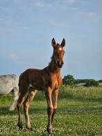 Knap merrieveulen, boulonnais x kwpn, Dieren en Toebehoren
