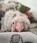 Alvast te reserveren, tamme Pyrrhura, Dieren en Toebehoren, Vogels | Parkieten en Papegaaien, Geringd