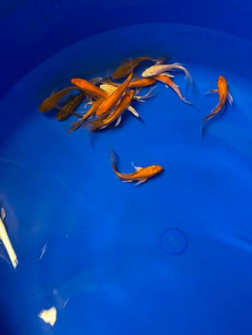 16 butterfly koi beschikbaar voor biedingen