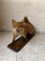 Grand renard ancien empaillé, Verzamelen, Dierenverzamelingen, Ophalen, Nieuw, Overige soorten, Opgezet dier
