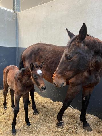 Merrieveulen Chacoon Blue uit top merrielijn beschikbaar voor biedingen