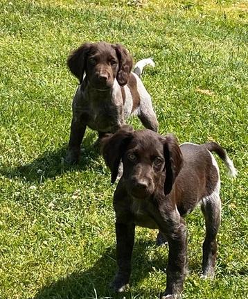 Heidewachtel pups beschikbaar voor biedingen