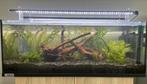 Aquarium te koop (+/- 90L). Prijs overeen te komen, Ophalen