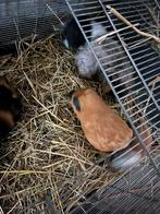 Cavia’s, Cavia, Meerdere dieren, Tam, Oktober
