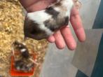 3 super mooie aparte kleur muizen muisjes met kooi ZSM!!, Dieren en Toebehoren, Knaagdieren, Muis, Vrouwelijk, Januari, Tam