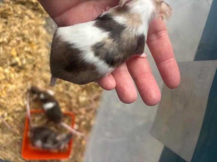3 super mooie aparte kleur muizen muisjes met kooi ZSM!!, Dieren en Toebehoren, Knaagdieren, Vrouwelijk, Muis, Januari, Tam