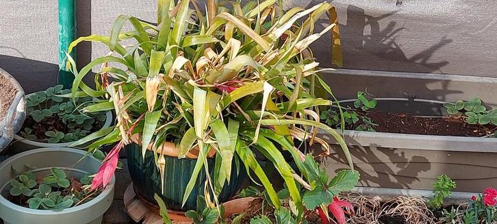 Gratis plant(en) met rode bloemen zonder pot, Huis en Inrichting, Kamerplanten, Bloeiende kamerplant, Halfschaduw, In pot, Ophalen