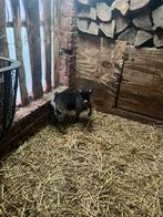 Mini Dwerggeitjes, Dieren en Toebehoren, Schapen, Geiten en Varkens