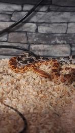 2 jonge rattenslangen 40cm, Dieren en Toebehoren, Reptielen en Amfibieën