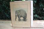 Retro vintage antieke oude kader olifant, Verzamelen, Ophalen of Verzenden