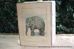 Retro vintage antieke oude kader olifant, Enlèvement ou Envoi