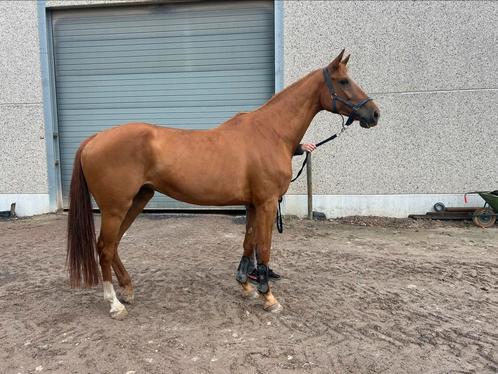 8 jarige draagmerrie te koop, Dieren en Toebehoren, Paarden, Merrie, Onbeleerd, 170 tot 175 cm, 7 tot 10 jaar, Springpaard, Met stamboom