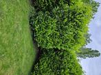 Laurier Haag groenblijvend, Jardin & Terrasse, Plantes | Arbustes & Haies, Laurier, Enlèvement, 250 cm ou plus, Haie