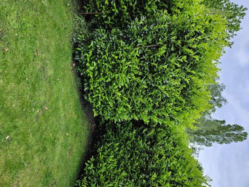 Laurier Haag groenblijvend, Jardin & Terrasse, Plantes | Arbustes & Haies, Haie, Laurier, 250 cm ou plus, Enlèvement