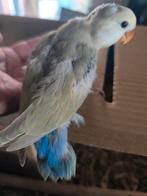 Handtamme dwergpapegaai agapornis roseicollis voor handopfok, Dieren en Toebehoren, Vogels | Parkieten en Papegaaien