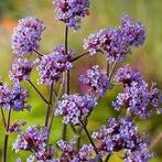 Verbena Lollipop, Ophalen