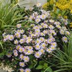 Herfstaster, Tuin en Terras, Ophalen of Verzenden