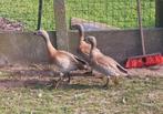 Sierganzen - Ganzen - grijskopgan,en, Dieren en Toebehoren, Pluimvee